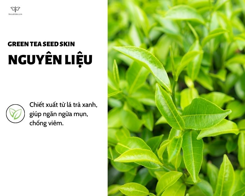 innisfree-green-tea-seed-intensive-hydrating-toner