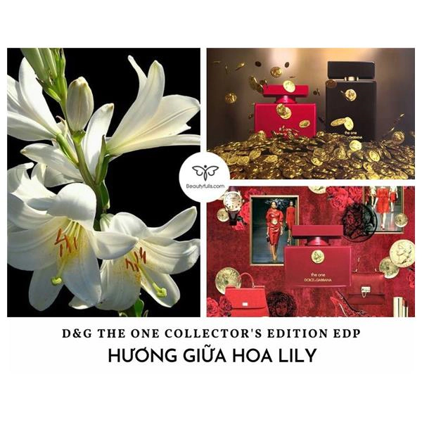 dolce & gabbana the one collector's edition
