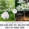 nước hoa Dior nữ