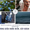 nước hoa Dolce & Gabbana Light Blue